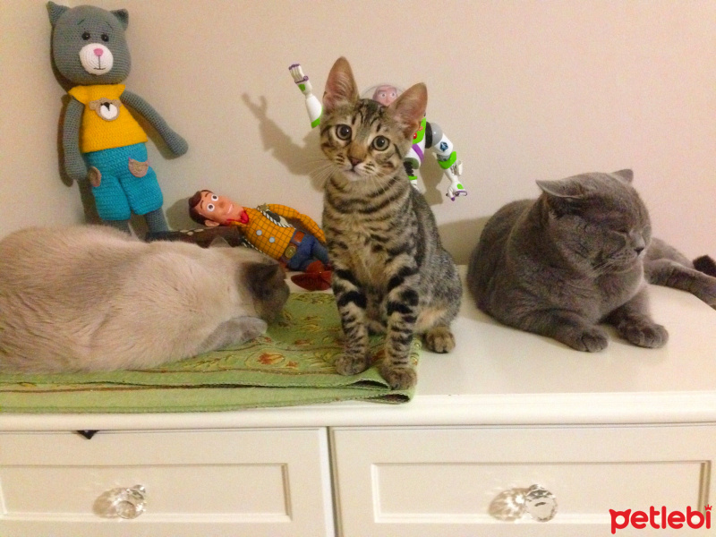 Tekir Kedi, Kedi  Tekila fotoğrafı