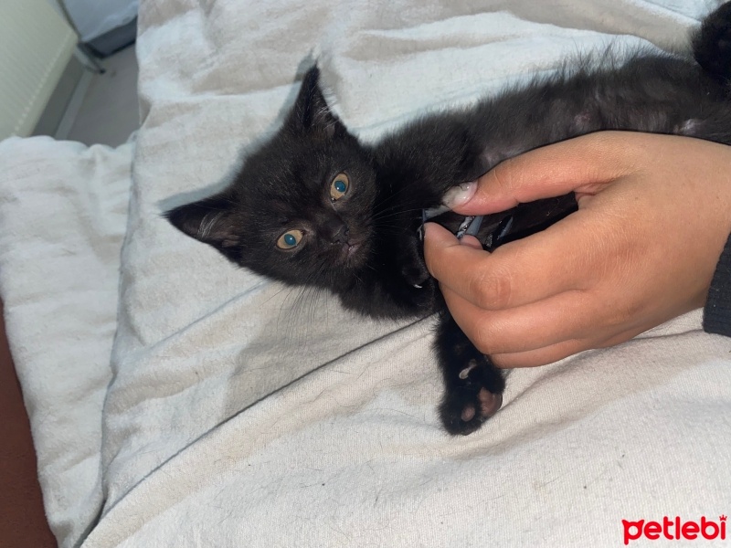 British Shorthair, Kedi  Black fotoğrafı
