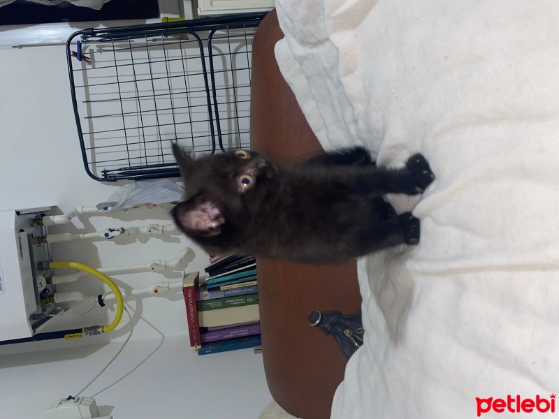 British Shorthair, Kedi  Black fotoğrafı