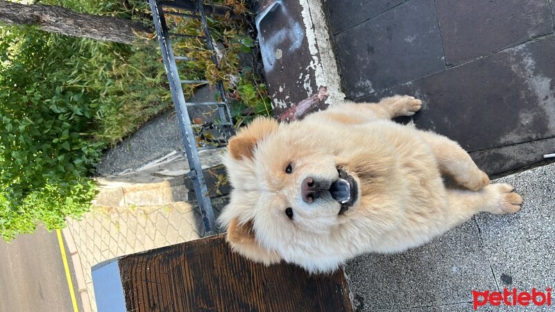 Chow Chow (çin Aslanı), Köpek  Tarçın fotoğrafı