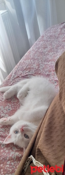 British Shorthair, Kedi  Rosa fotoğrafı