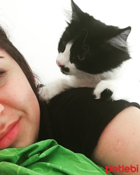 Tuxedo (Smokin) Kedi, Kedi  DALİ fotoğrafı