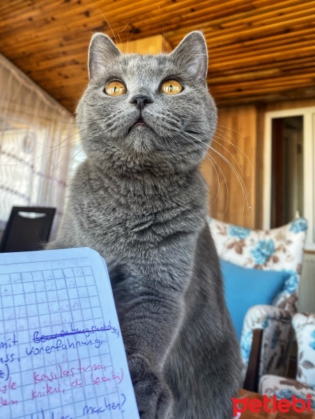 British Shorthair, Kedi  Narkoz fotoğrafı
