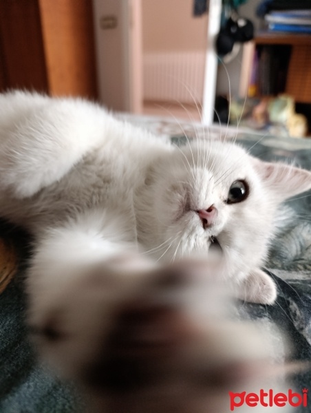 British Shorthair, Kedi  PAMUK fotoğrafı