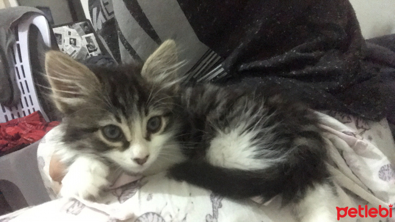 Tekir Kedi, Kedi  Lina fotoğrafı