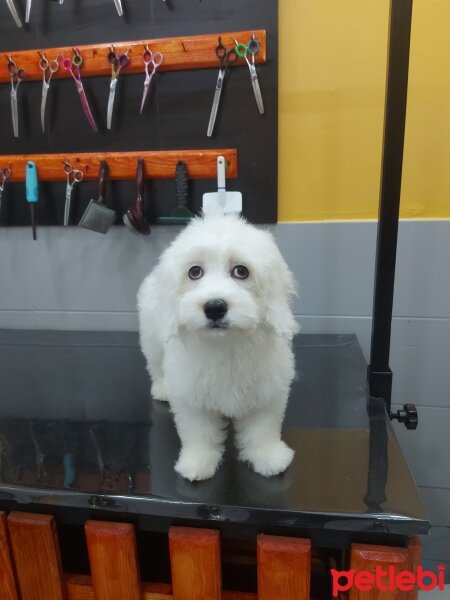 Maltese, Köpek  Leo fotoğrafı