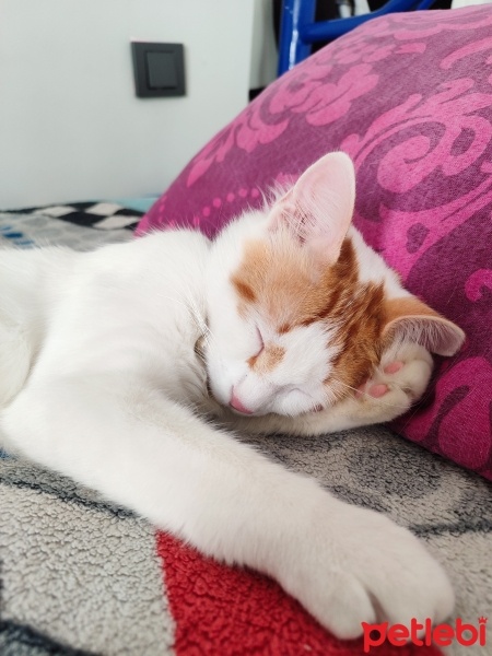 Sarman, Kedi  Bulut fotoğrafı