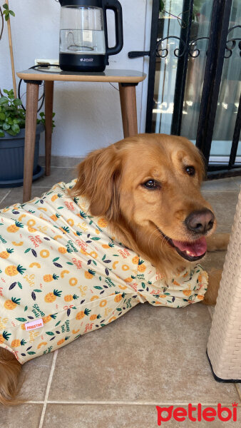 Golden Retriever, Köpek  MÜDÜR fotoğrafı