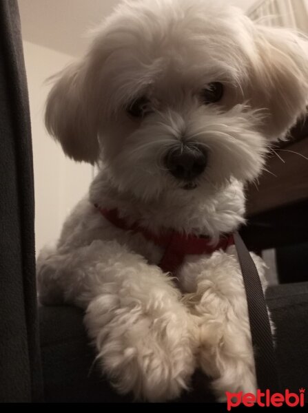 Maltese, Köpek  Haluk fotoğrafı