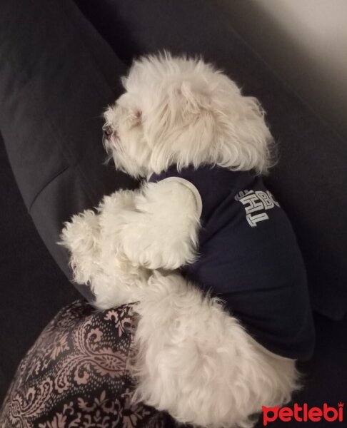 Maltese, Köpek  Haluk fotoğrafı