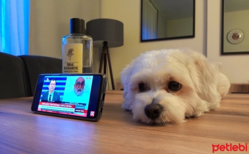 Maltese, Köpek  Haluk fotoğrafı