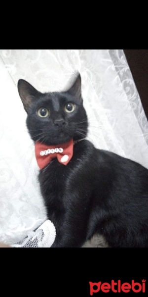 Bombay, Kedi  Zeytin fotoğrafı