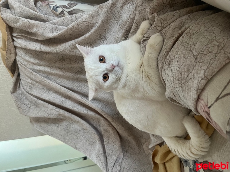British Shorthair, Kedi  Pamuk fotoğrafı