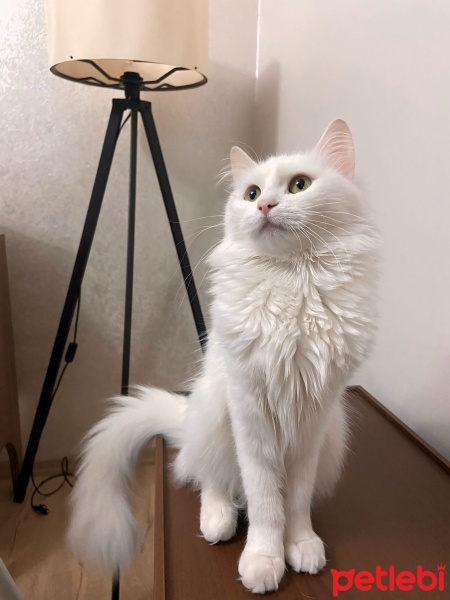 Van Kedisi, Kedi  Lokum fotoğrafı