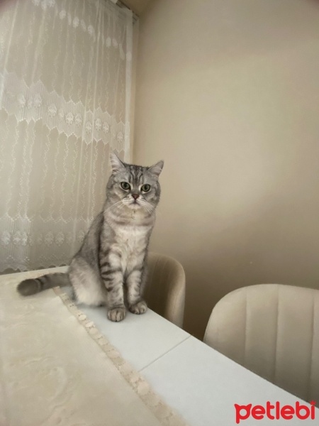 Birman, Kedi  Paşa fotoğrafı