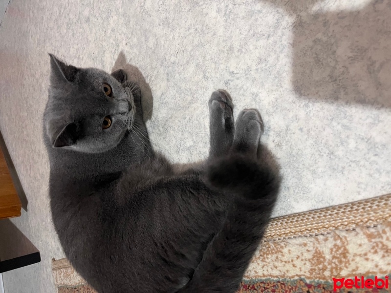 British Shorthair, Kedi  Aslan fotoğrafı