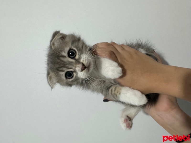 British Shorthair, Kedi  Robin fotoğrafı