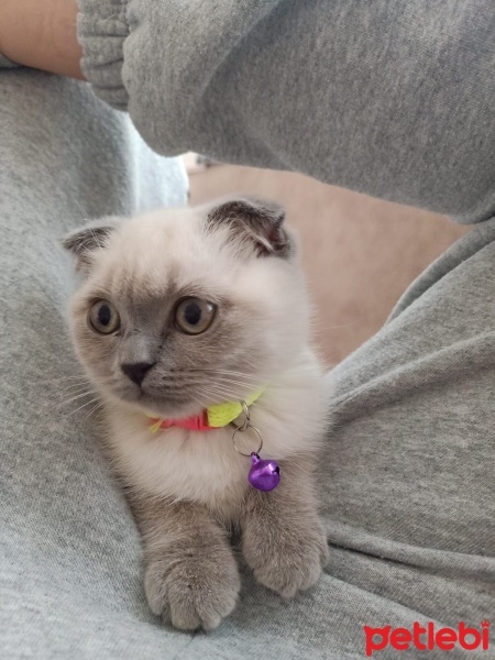 Scottish Fold, Kedi  Sütlaç fotoğrafı