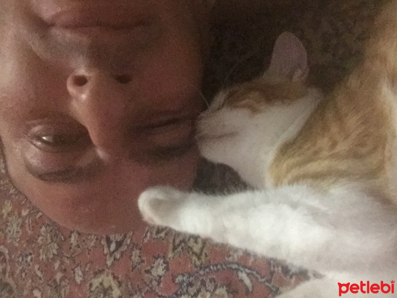 Somali, Kedi  Memati fotoğrafı