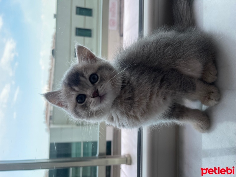 British Shorthair, Kedi  Lila fotoğrafı