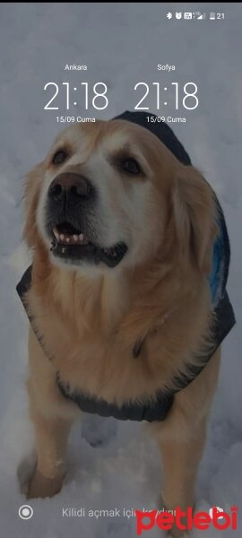 Golden Retriever, Köpek  Ice fotoğrafı