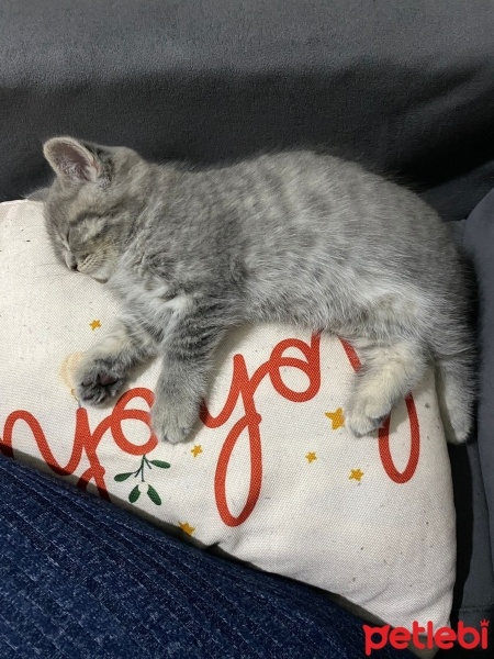 British Shorthair, Kedi  Kaju fotoğrafı