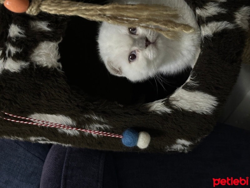 Scottish Fold, Kedi  Paşa fotoğrafı
