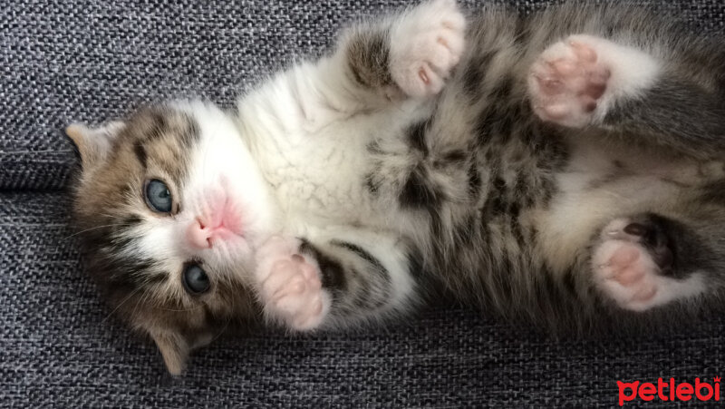 Scottish Fold, Kedi  Pamuk Müezza fotoğrafı