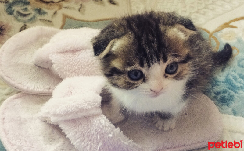 Scottish Fold, Kedi  Pamuk Müezza fotoğrafı