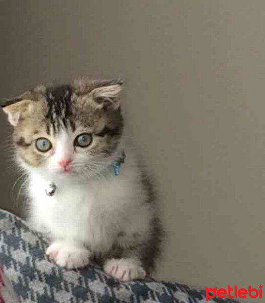 Scottish Fold, Kedi  Pamuk Müezza fotoğrafı