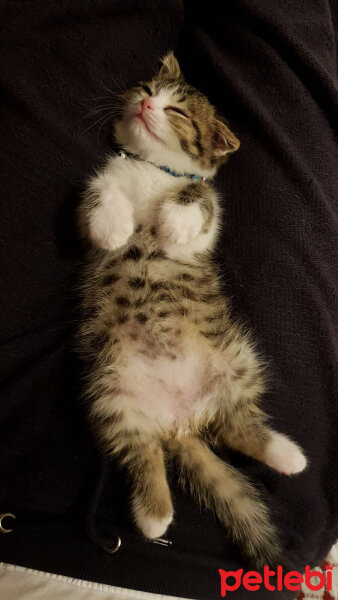 Scottish Fold, Kedi  Pamuk Müezza fotoğrafı