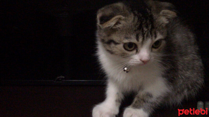 Scottish Fold, Kedi  Pamuk Müezza fotoğrafı