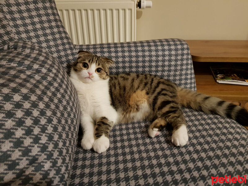 Scottish Fold, Kedi  Pamuk Müezza fotoğrafı