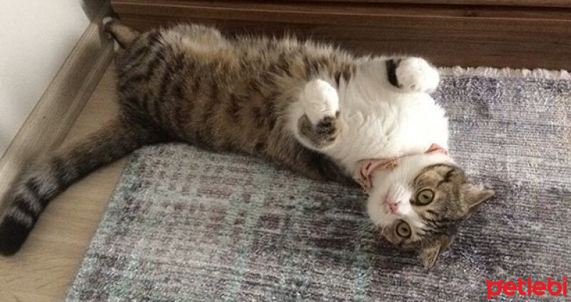 Scottish Fold, Kedi  Pamuk Müezza fotoğrafı