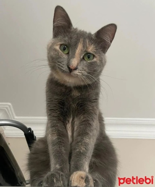 Mavi Rus, Kedi  Sem fotoğrafı
