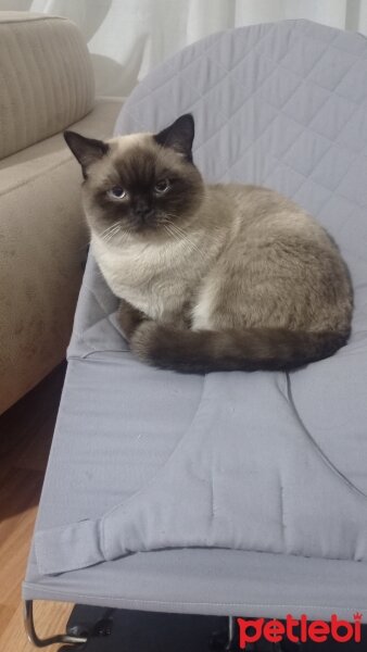 British Longhair, Kedi  Ciko fotoğrafı