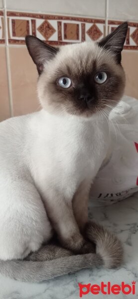 British Longhair, Kedi  Ciko fotoğrafı