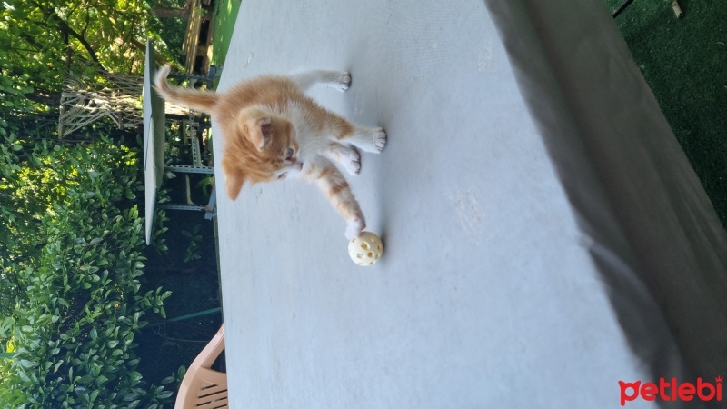 Tekir Kedi, Kedi  Efsane fotoğrafı