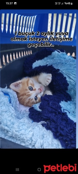 Tekir Kedi, Kedi  Efsane fotoğrafı