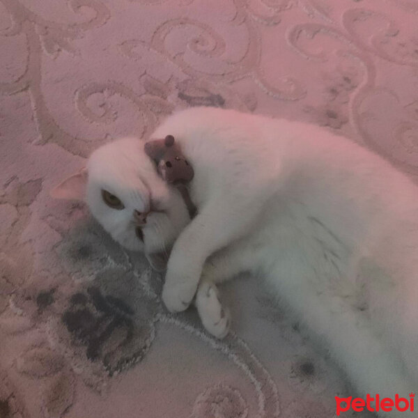 British Shorthair, Kedi  Safiş fotoğrafı