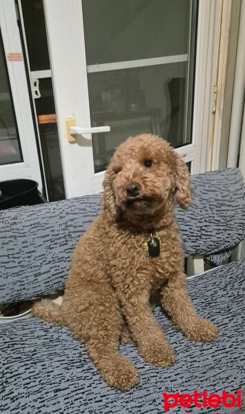 Poodle (Minyatür Kaniş), Köpek  Toprak fotoğrafı