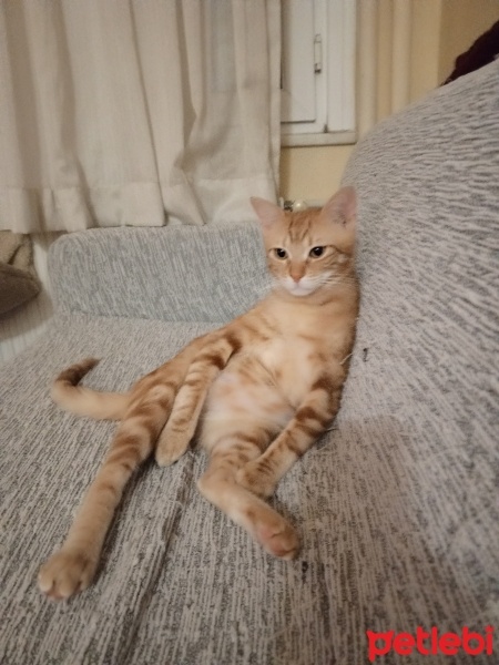 Tekir Kedi, Kedi  Efekan fotoğrafı