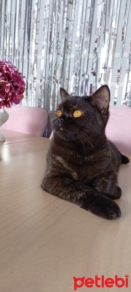 British Shorthair, Kedi  Bitter fotoğrafı