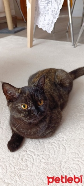 British Shorthair, Kedi  Bitter fotoğrafı