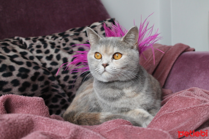 British Shorthair, Kedi  Bitter fotoğrafı