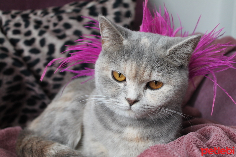 British Shorthair, Kedi  Bitter fotoğrafı
