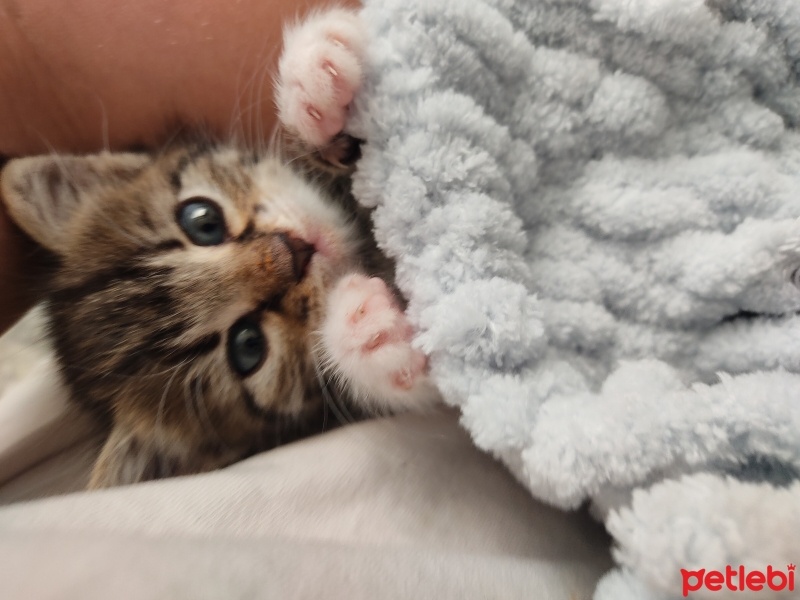 Tekir Kedi, Kedi  ALASKA fotoğrafı