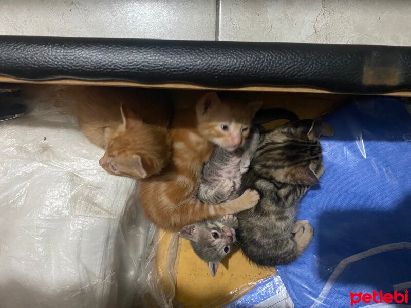 Tekir Kedi, Kedi  İsimsiz bebekler fotoğrafı