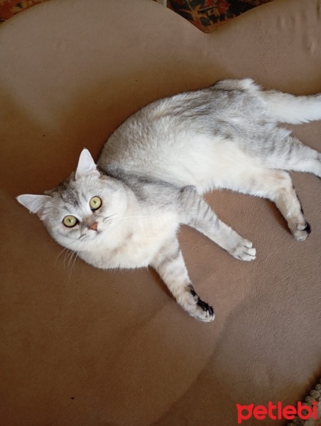 British Shorthair, Kedi  Badem fotoğrafı