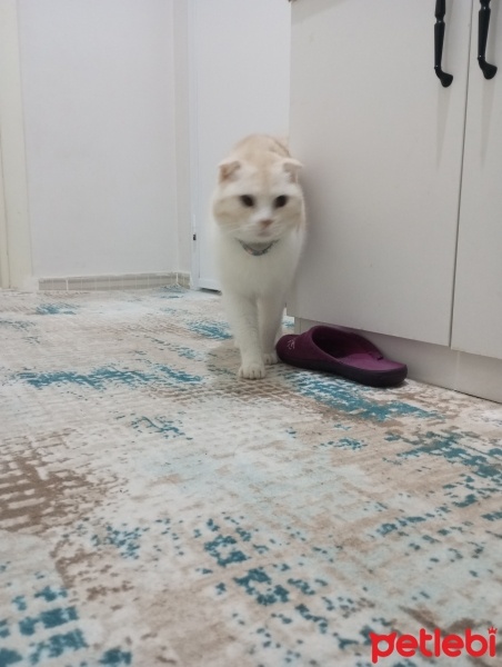 Scottish Fold, Kedi  Şeker fotoğrafı